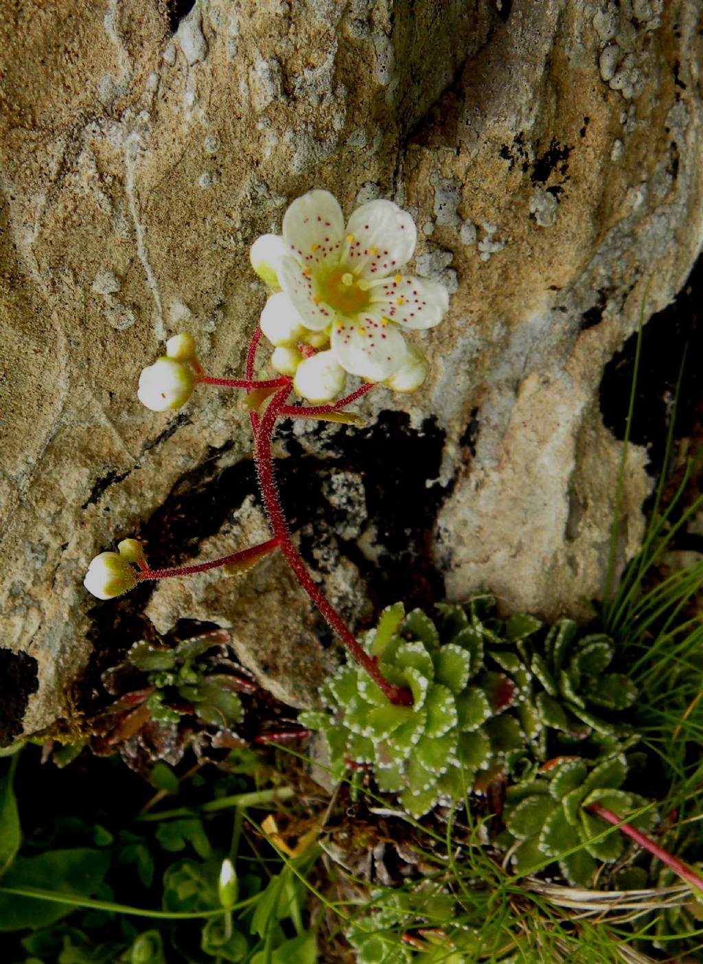 Saxifraga paniculata